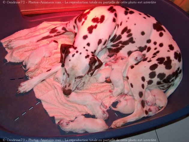 Photo de Dalmatien