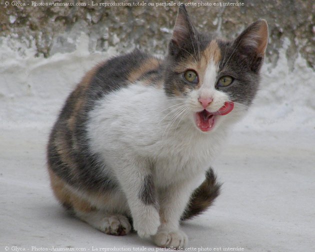 Photo de Chat domestique