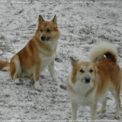 Photo de Chien de berger islandais