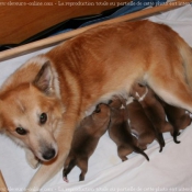 Photo de Chien de berger islandais