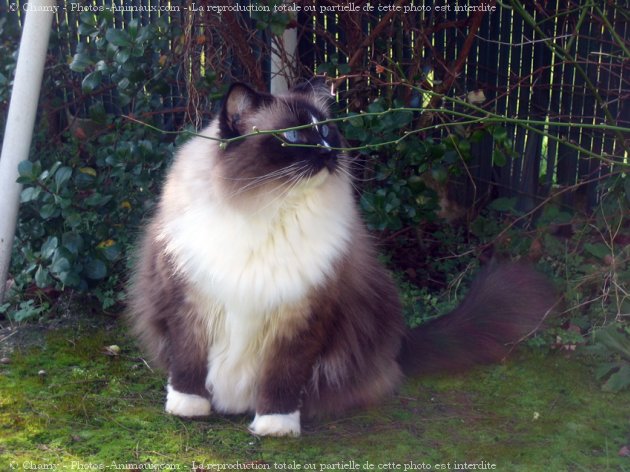 Photo de Ragdoll