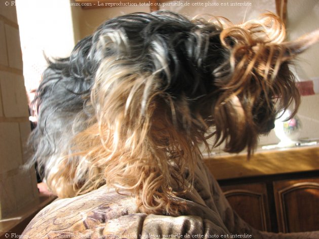 Photo de Yorkshire terrier