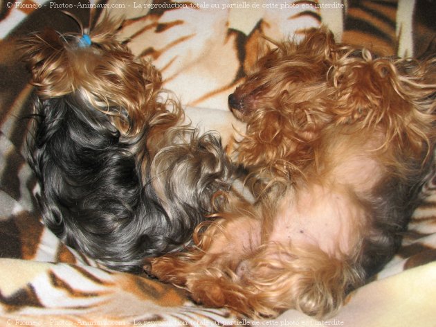 Photo de Yorkshire terrier