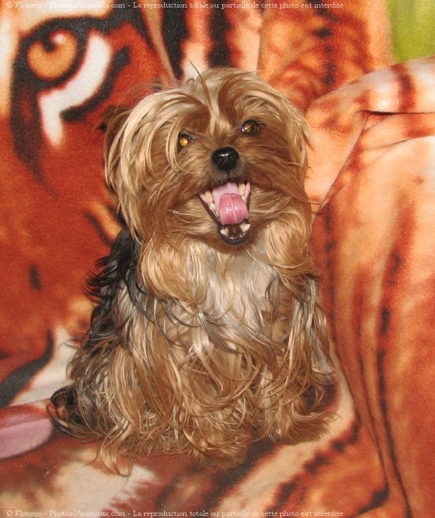 Photo de Yorkshire terrier