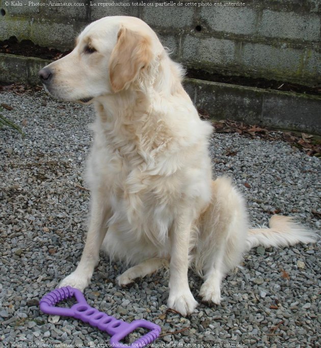 Photo de Golden retriever