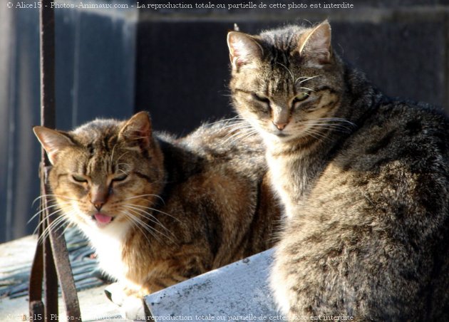 Photo de Chat domestique