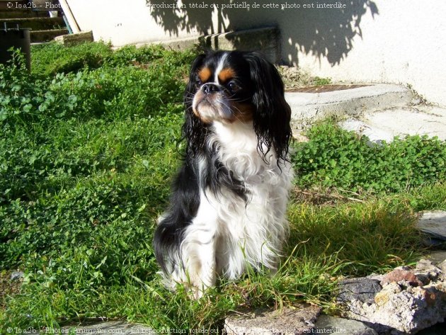 Photo de Cavalier king charles spaniel