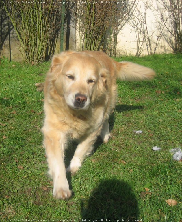 Photo de Golden retriever