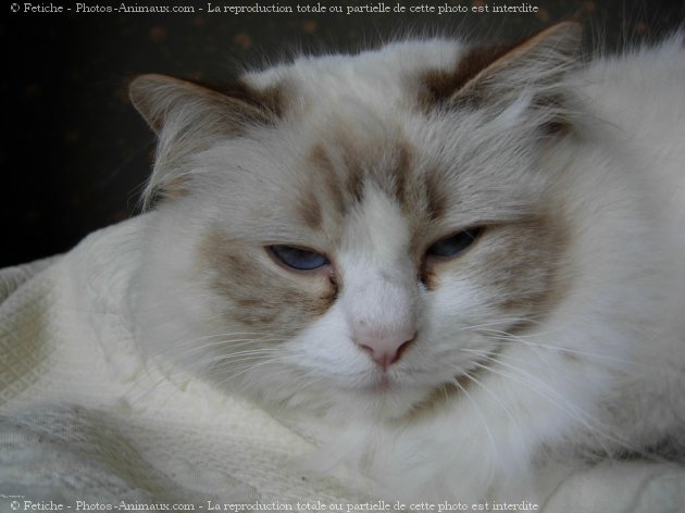 Photo de Ragdoll