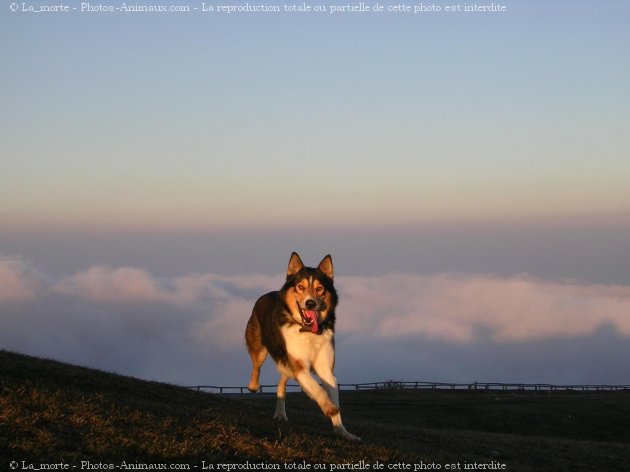 Photo de Croisement