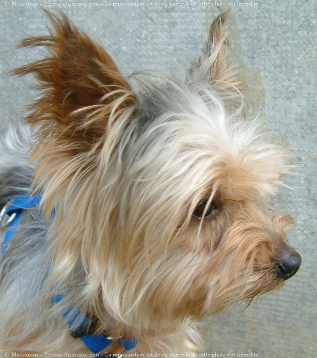 Photo de Yorkshire terrier