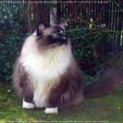 Photo de Ragdoll