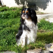 Photo de Cavalier king charles spaniel