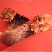 Photo de Yorkshire terrier