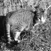 Photo de Chat domestique