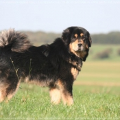 Photo de Dogue du tibet