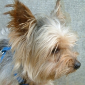 Photo de Yorkshire terrier