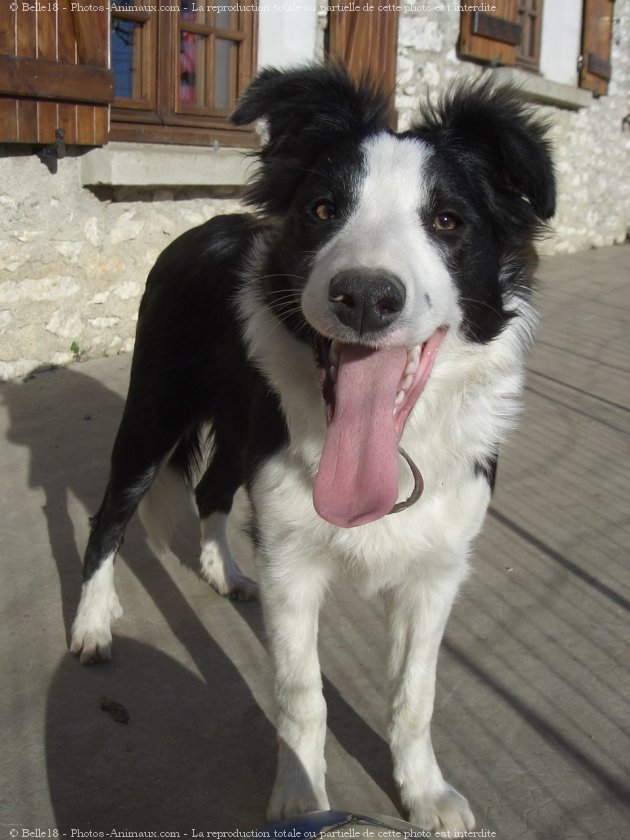 Photo de Border collie