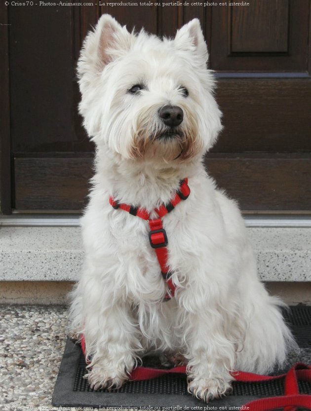 Photo de West highland white terrier