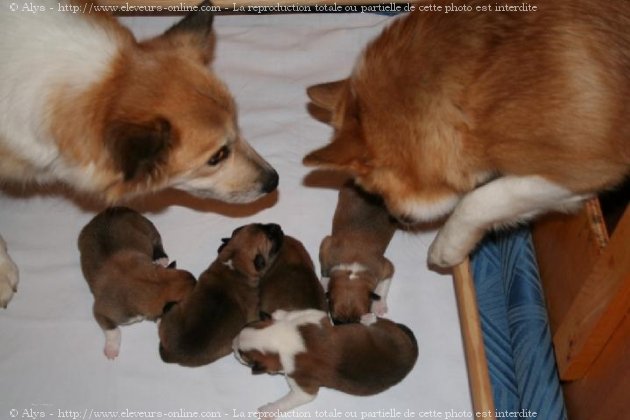 Photo de Chien de berger islandais