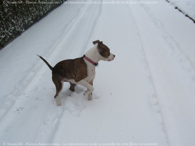 Photo d'American staffordshire terrier