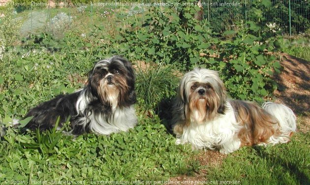 Photo de Shih tzu