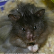 Photo de Hamster