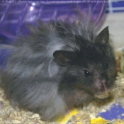 Photo de Hamster