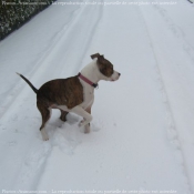 Photo d'American staffordshire terrier