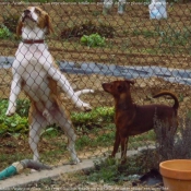 Photo de Pinscher nain