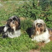 Photo de Shih tzu