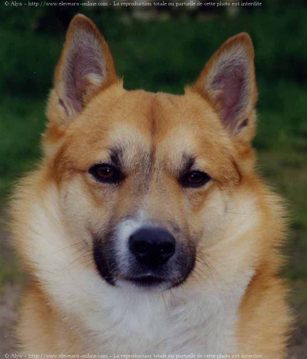 Photo de Chien de berger islandais