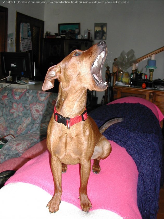 Photo de Pinscher nain