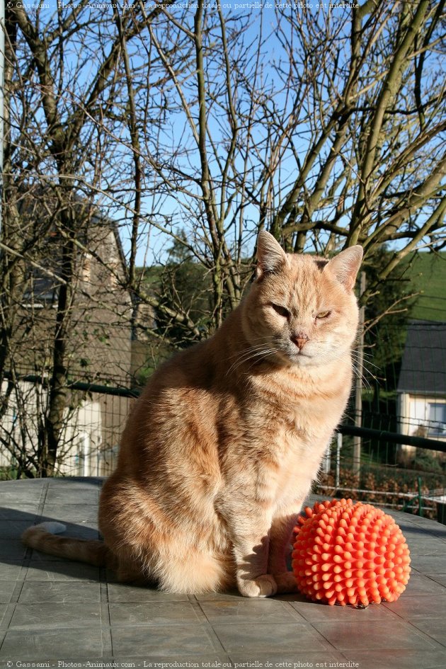 Photo de Chat domestique