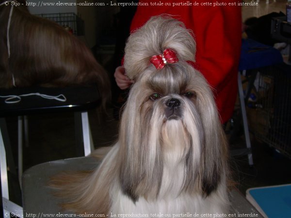 Photo de Shih tzu