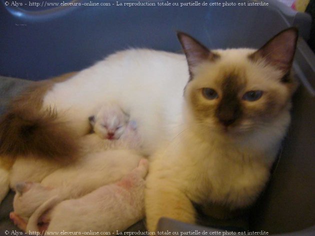 Photo de Sacr de birmanie