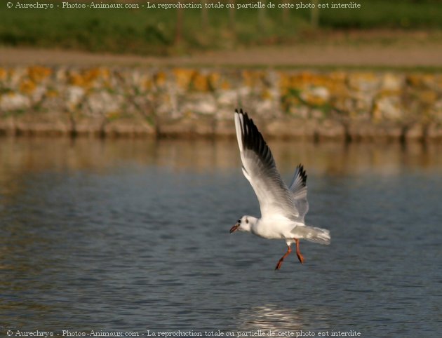 Photo de Mouette