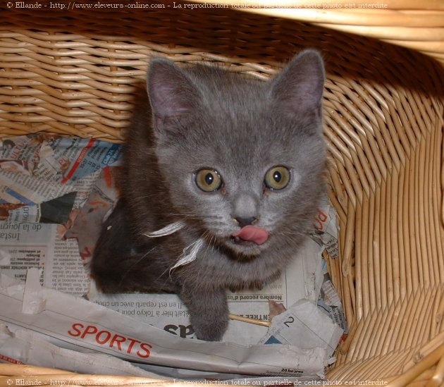 Photo de Chartreux