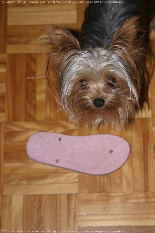 Photo de Yorkshire terrier