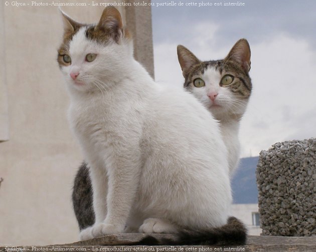 Photo de Chat domestique