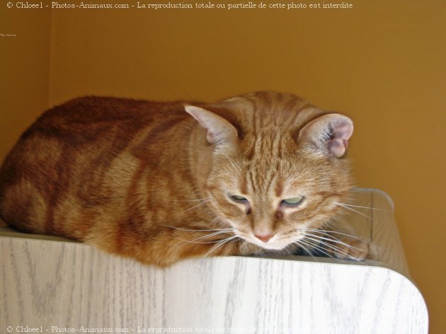 Photo de Chat domestique