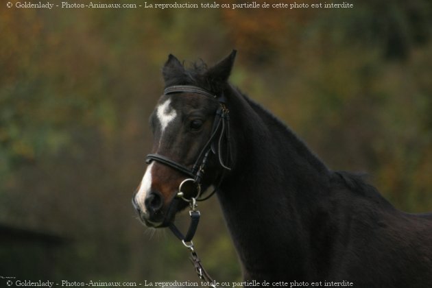 Photo de Poney franais de selle