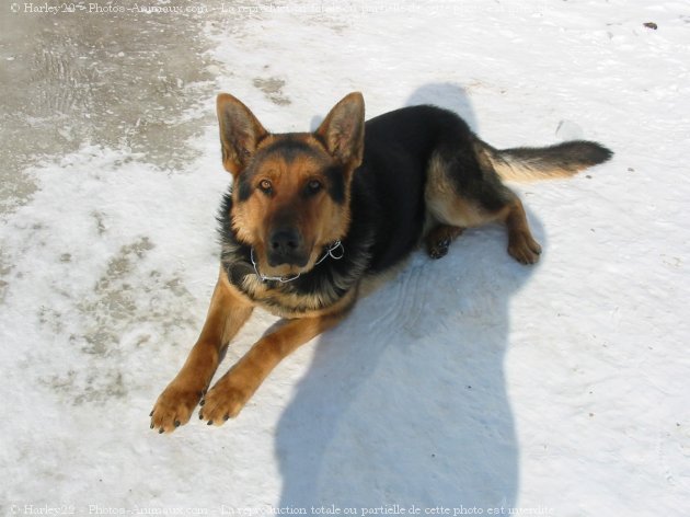 Photo de Berger allemand  poil court