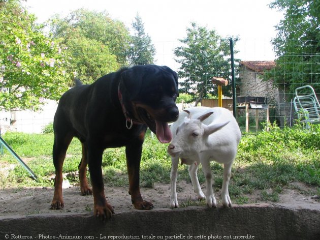 Photo de Races diffrentes