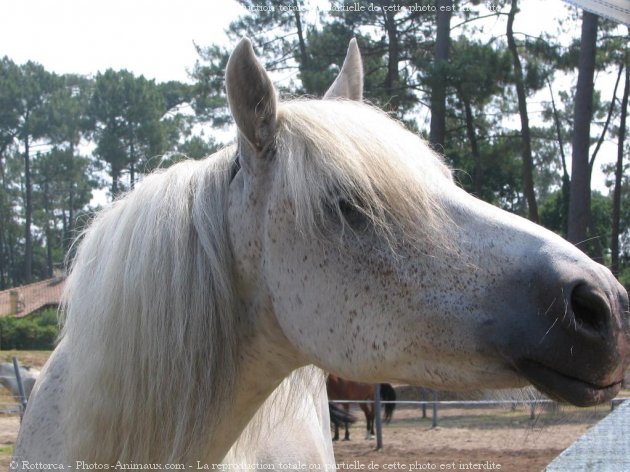 Photo de Camargue