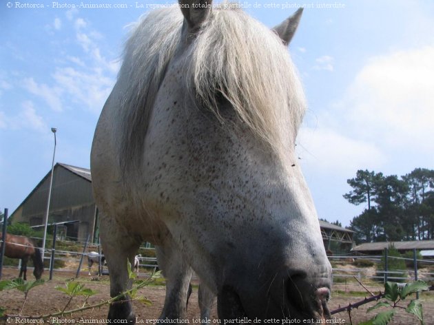 Photo de Camargue