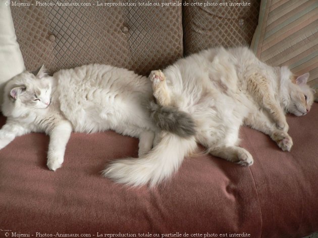 Photo de Ragdoll