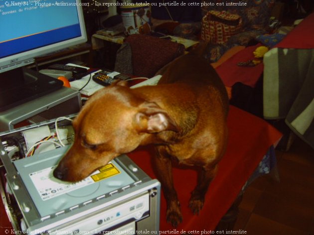 Photo de Pinscher nain