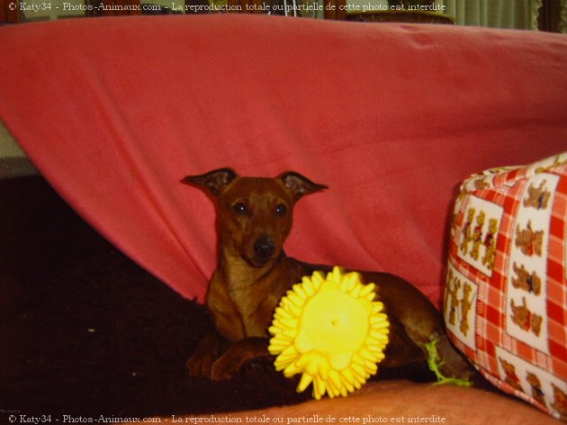 Photo de Pinscher nain