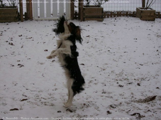 Photo de Cavalier king charles spaniel